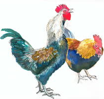 Hempton Bantam