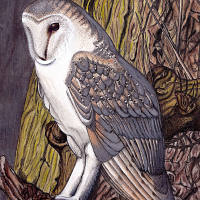 ink and watercolour painting of a barn owl