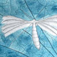 print of a white plume moth