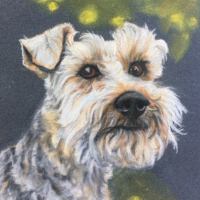 pastel painting of a Welsh Terrier dog