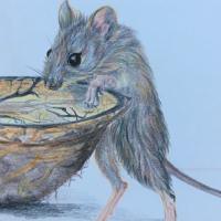 Pencil drawing of a wood mouse