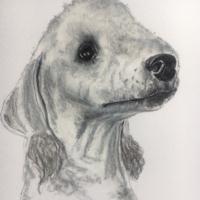 Pencil drawing of a Bedlington Terrier