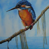 Artwork 1 - Kingfisher