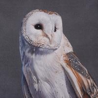 Artwork of a barn owl
