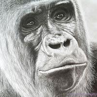 Artwork of a gorilla's face