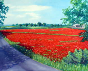 Poppy Field Heacham