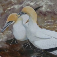 Painting of two gannets